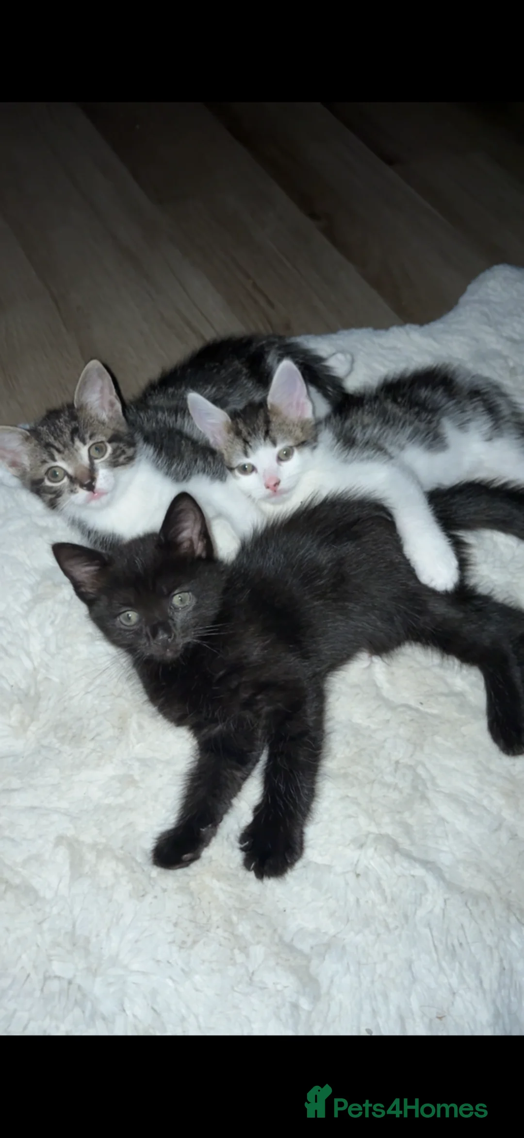 Mixed Breed cats for sale: 3 Kittens for sale  - Advert 2