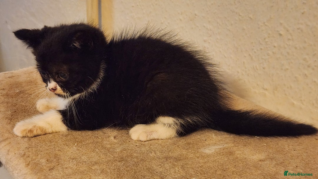 British Longhair cats for sale: British long hair kittens - Advert 9