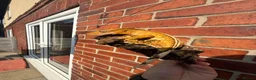 Gecko reptiles for sale: Crested Geckos  - Advert 13