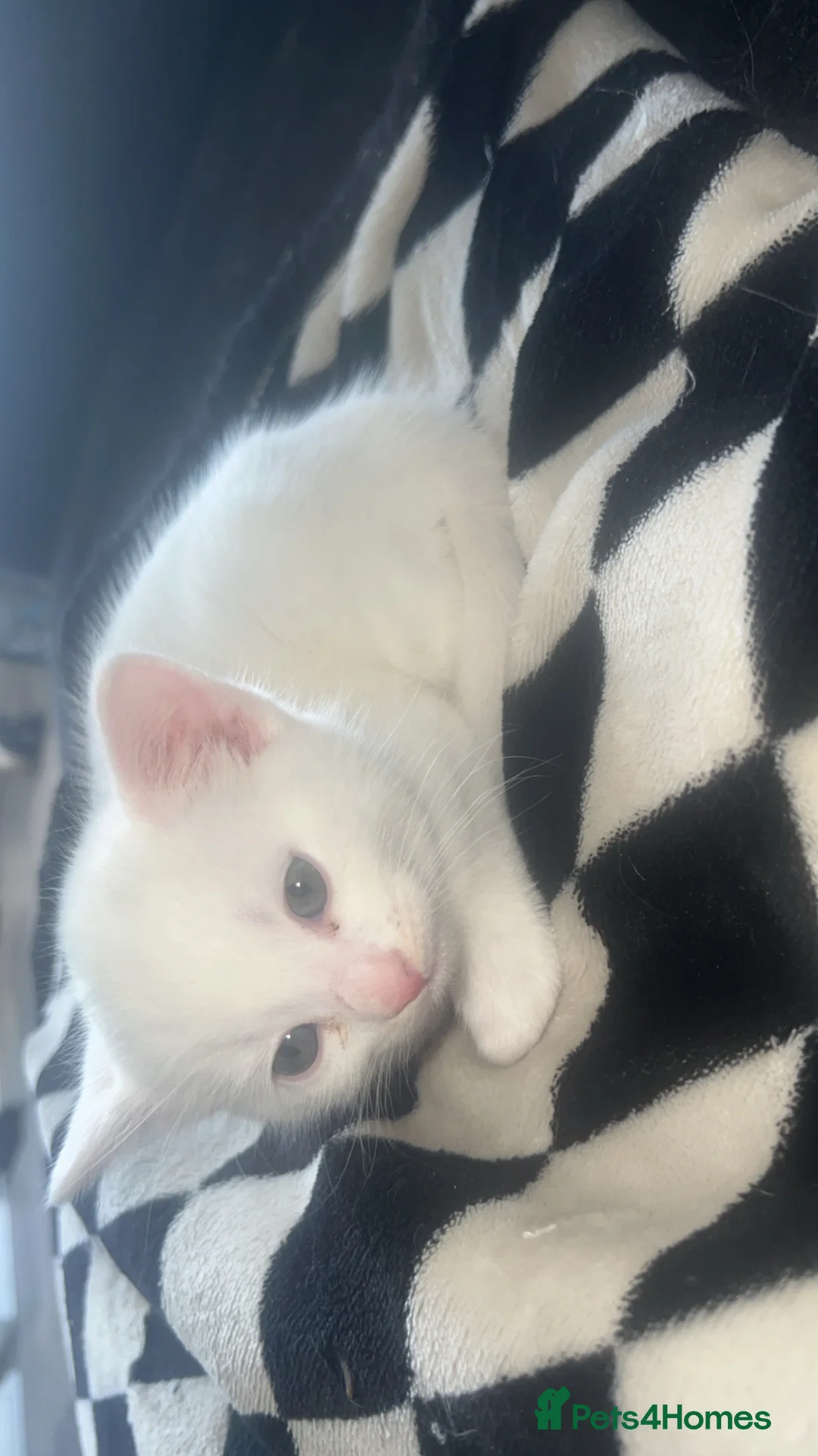 Turkish Angora cats for sale: Half Turkish angora kittens  - Advert 2