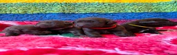 Labrador Retriever dogs for sale: Chocolate Labs Extenively health Tested  - Advert 17