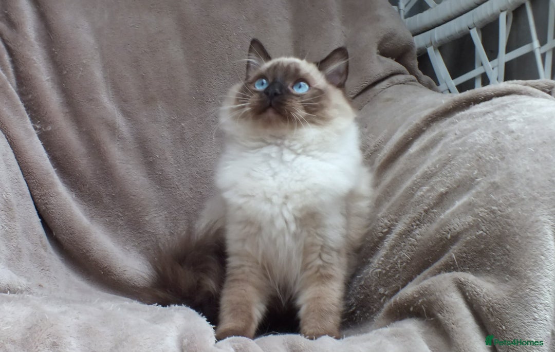 Ragdoll cats for sale: 2 RAGDOLL KITTENS TO GO TOGETHER CHAMPION IMP BL - Advert 29