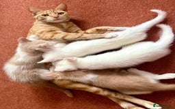 Mixed Breed cats for sale: Beautiful kittens for sale - Image 11