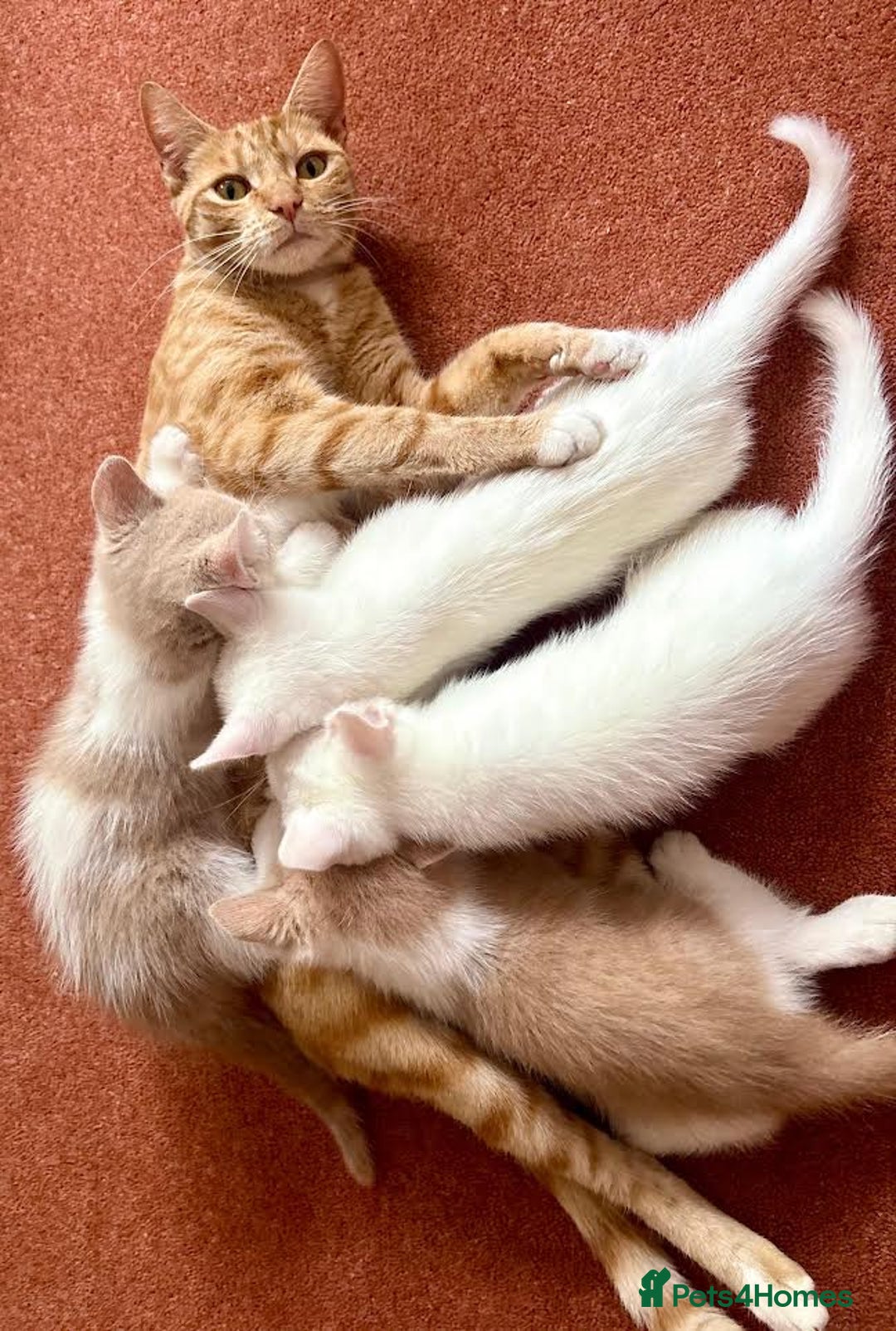 Mixed Breed cats for sale: Beautiful kittens for sale - Image 11