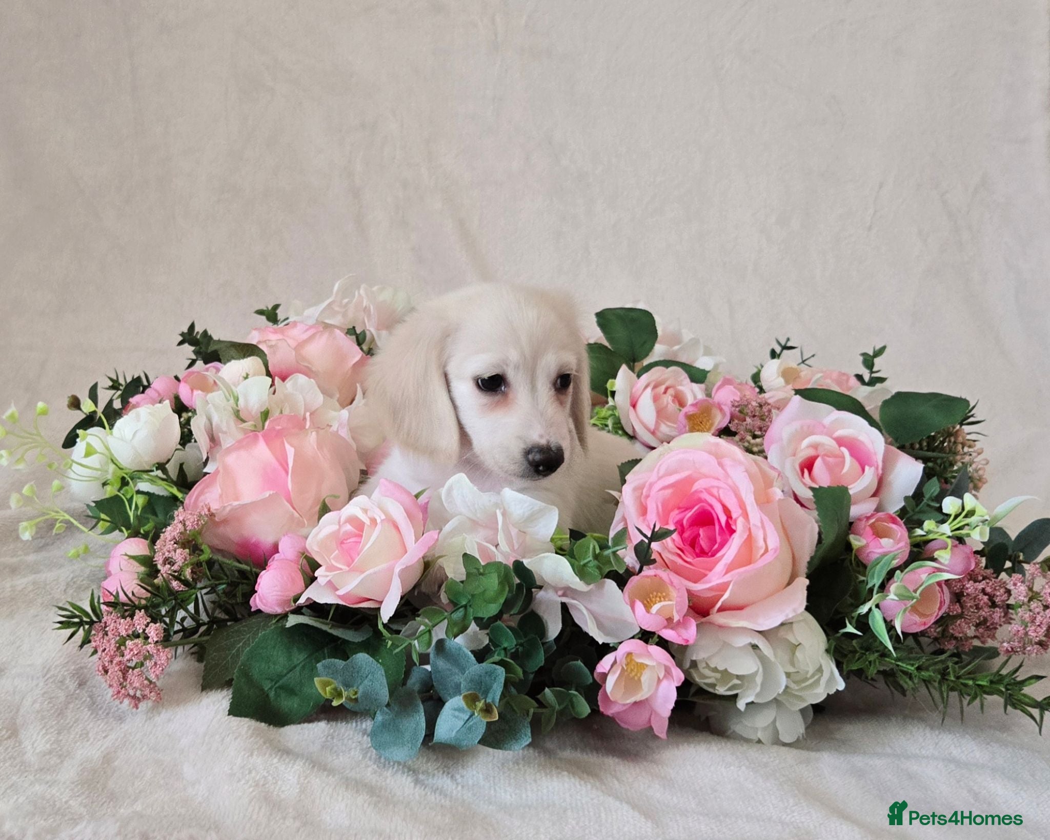 Miniature Dachshund dogs Rare Cream Longcoat Miniature Dachshund Puppies - Advert 1