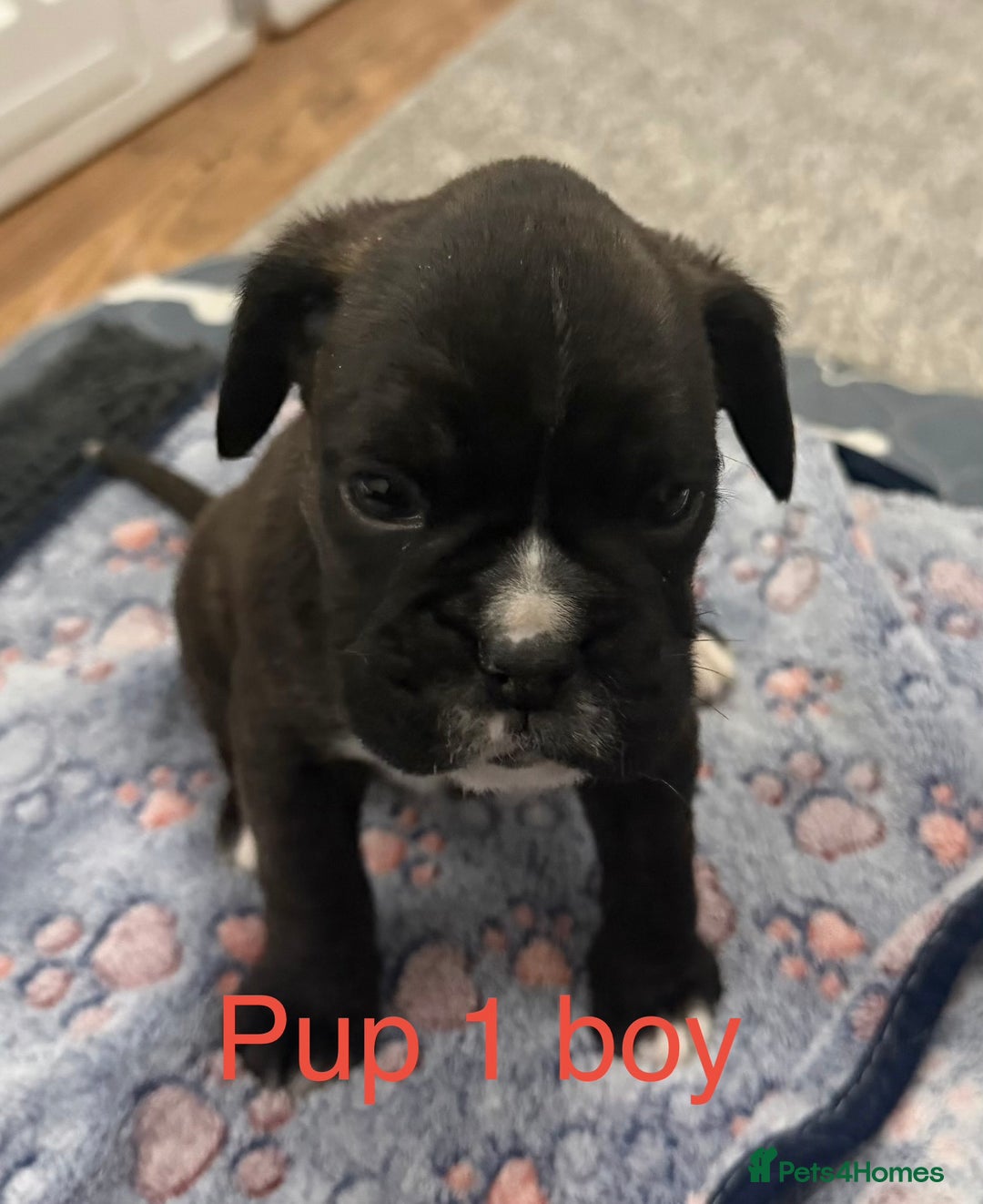 Boxer dogs for sale: Boxer puppies  - Image 1