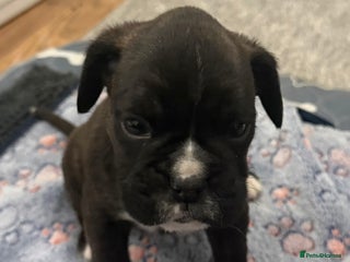 Boxer dogs for sale - Advert 1