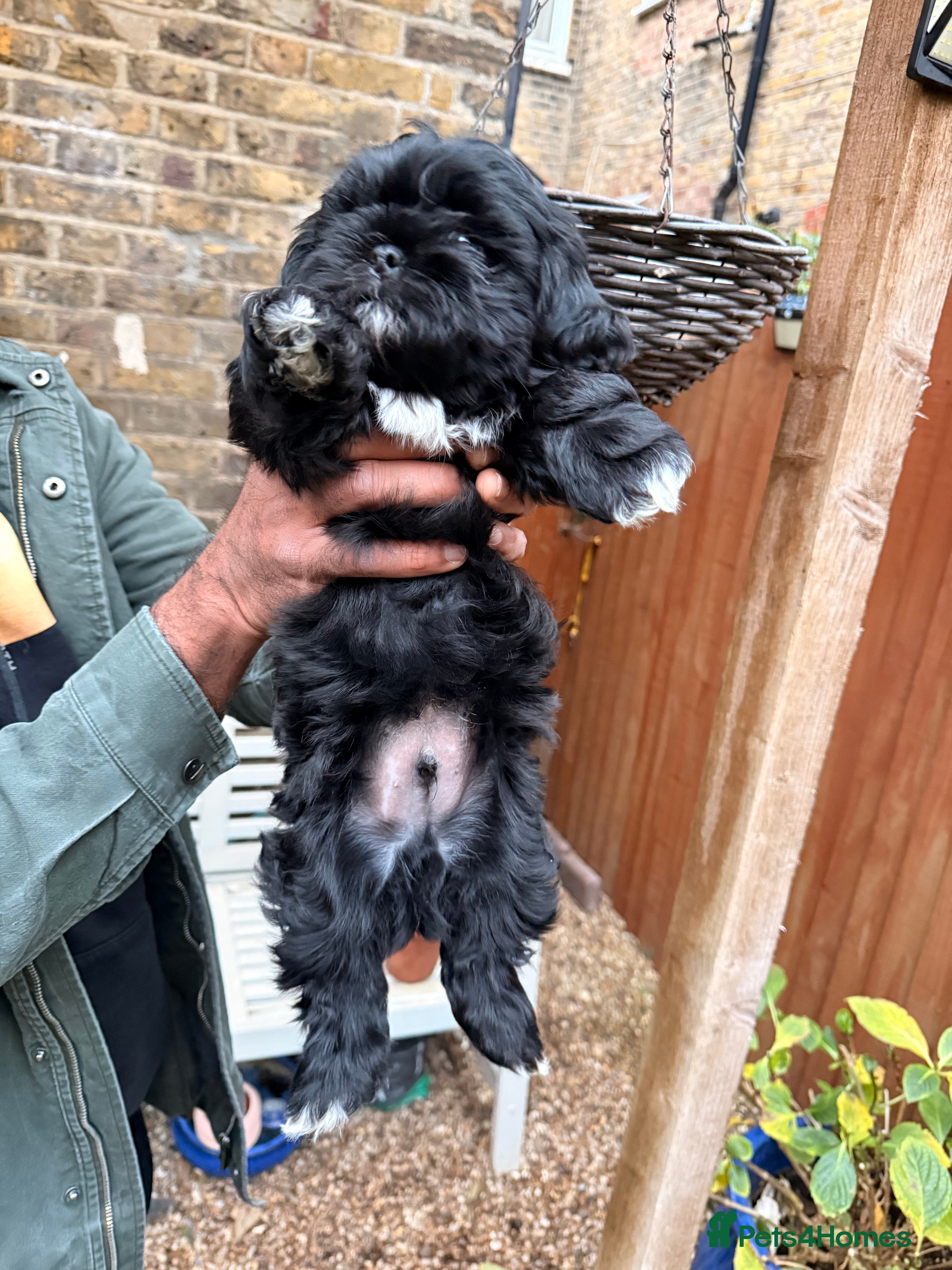 Shih Tzu dogs Stunning Male Shih Tzu Ready For New Home  - Advert 5