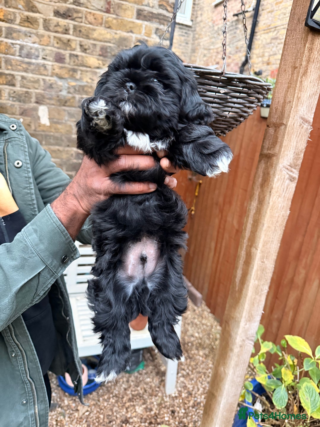 Shih Tzu dogs for sale: Stunning Male Shih Tzu Ready For New Home  - Advert 1