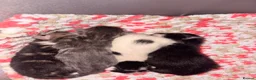 Mixed Breed cats for sale: mixed kittens for sale - Advert 2