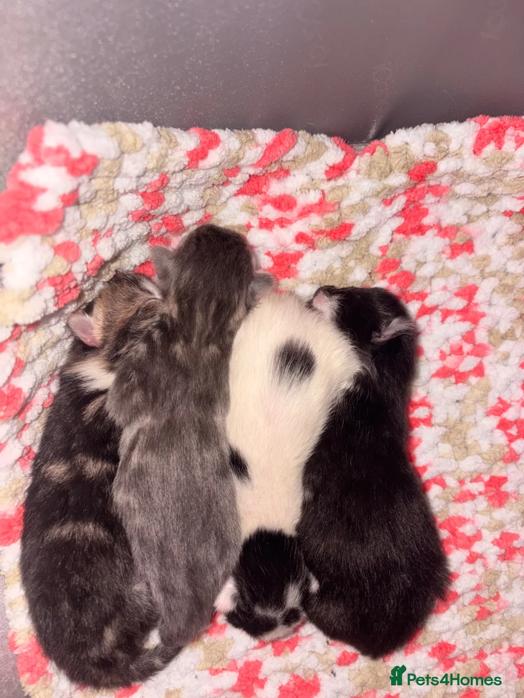 Mixed Breed cats for sale: mixed kittens for sale - Advert 2