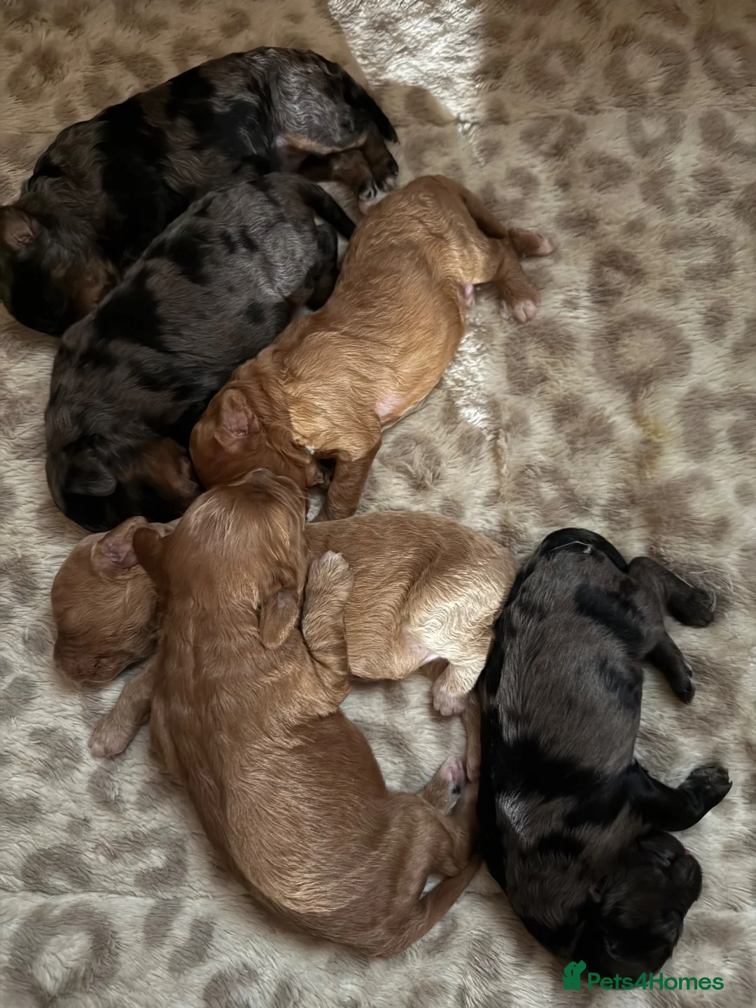Cavapoo dogs for sale: 6 Bundles of fun Ready from 22 August  - Advert 1
