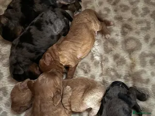 Cavapoo dogs 6 Bundles of fun Ready from 22 August - Advert 1