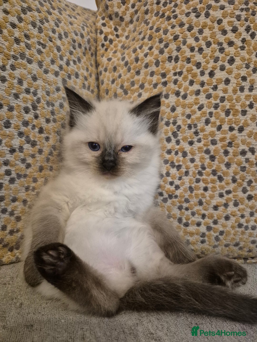 Ragdoll cats for sale: Pure Ragdoll Kittens - Advert 6