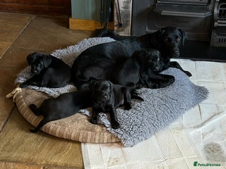 Labrador Retriever dogs - Advert 27