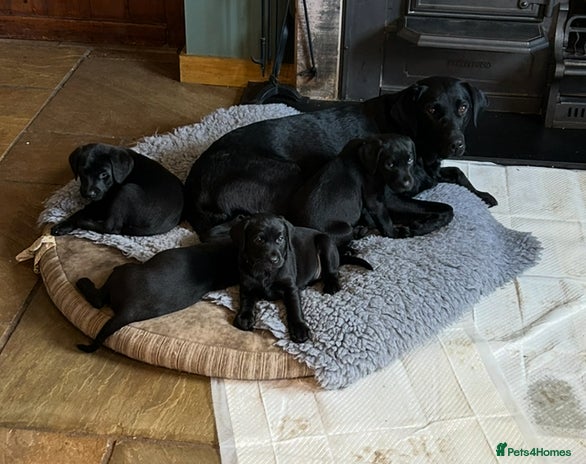 Labrador Retriever dogs - Advert 1