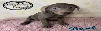 Basil