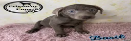 Labrador Retriever dogs for sale: 🩶 Stunning Silver Labrador Puppies 🩶 - Advert 9