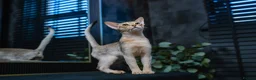 Abyssinian cats for sale: Silver Abyssinian Boy-READY NOW-Champion Line - Advert 8