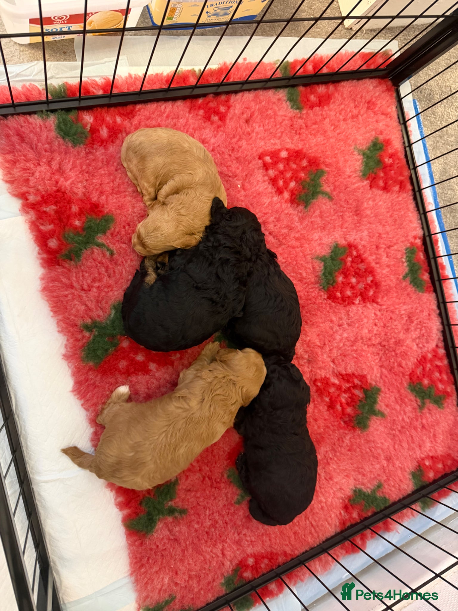 Schnoodle dogs Beautiful Schnoodle x Miniature Poodle Pups  - Advert 17