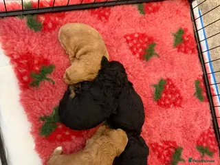 Schnoodle dogs Beautiful Schnoodle x Miniature Poodle Pups - Advert 17