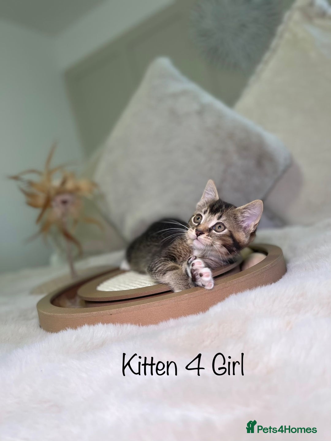 Mixed Breed cats for sale: Beautiful kittens 8 weeks old ready now  - Advert 16