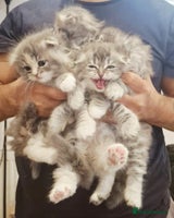 Scottish Fold cats - Advert 6