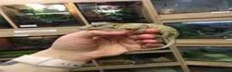 Gecko reptiles for sale: Gargoyle gecko in Stoke-on-Trent - Advert 8
