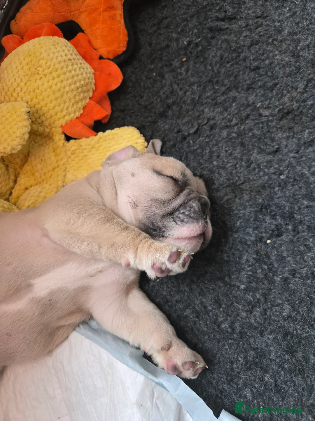 English Bulldog dogs for sale: English bulldogs  - Advert 2