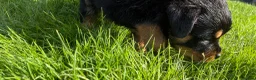 Rottweiler dogs for sale: 🏆🐾 5STAR BREEDERS🐾🏆KC REG girl and boys 💖💙 - Advert 39