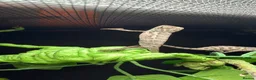 Chameleon reptiles for sale: Baby panther chameleons - Advert 1
