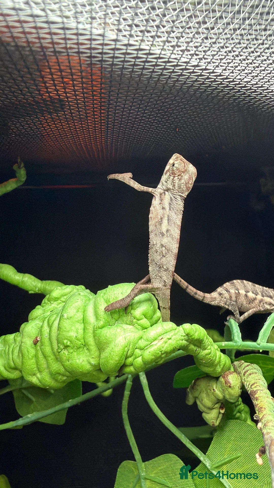 Chameleon reptiles for sale: Baby panther chameleons - Advert 1