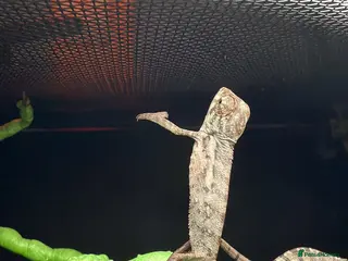 Chameleon reptiles Baby panther chameleons - Advert 1