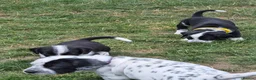 Mixed Breed dogs for sale: READY NOW 2 boys Sprollie x Dalmatian pups - Advert 21