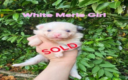 Pomeranian dogs for sale: ONLY 1 PUPPY LEFT NOW! - Image 24