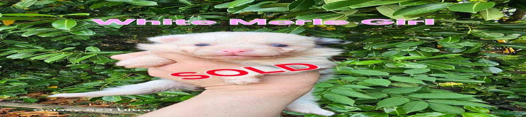 White Merle Girl