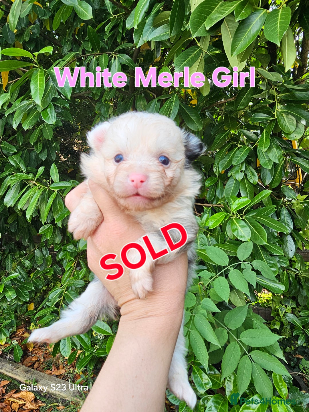 Pomeranian dogs for sale: ONLY 1 PUPPY LEFT NOW! - Image 24