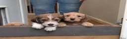 Mixed Breed dogs for sale: Beagle cross shih tzu  in Buckley - Advert 4