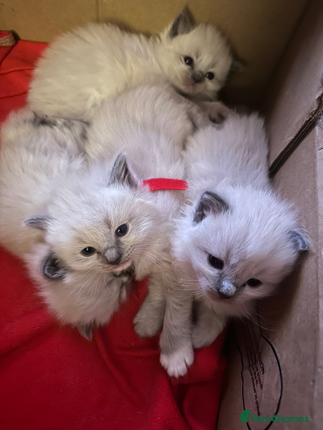 Ragdoll cats for sale: Ragdoll blue point kittens  - Advert 3