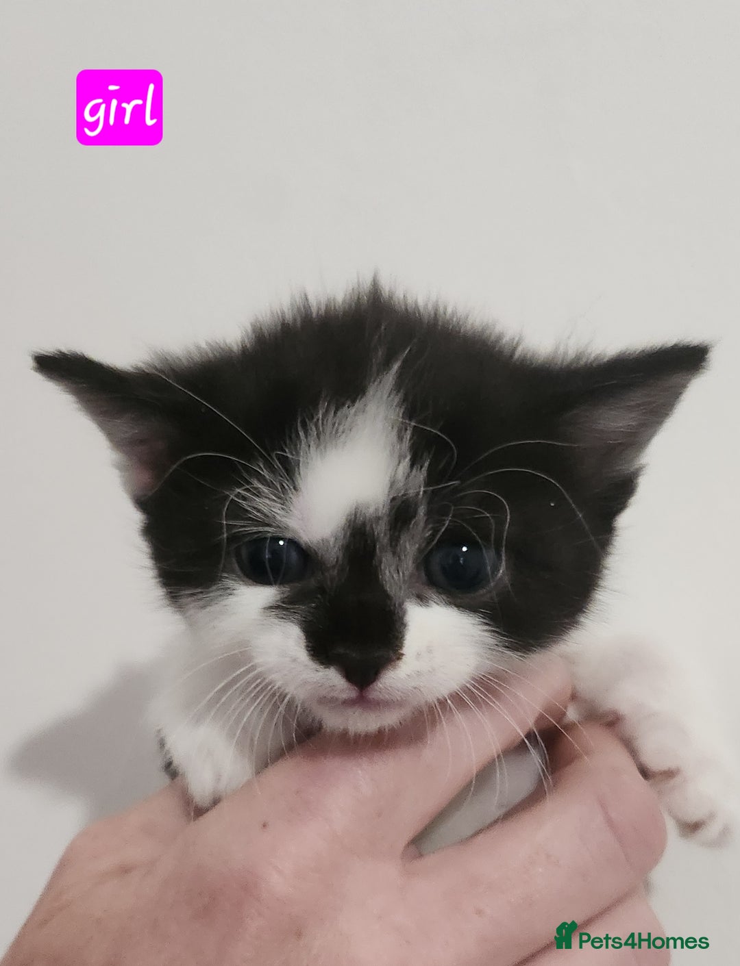 British Shorthair cats for sale: Beautiful black and white kittens - Image 6