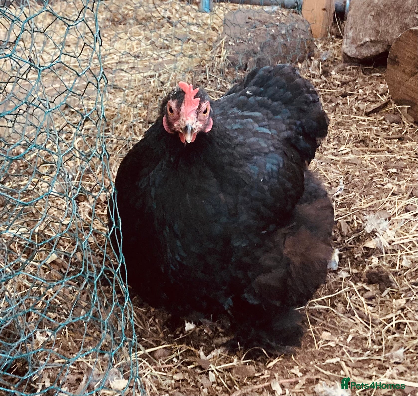 Chickens poultry for sale: Six pekins (mixed colours and ages) in Tipton - Advert 7