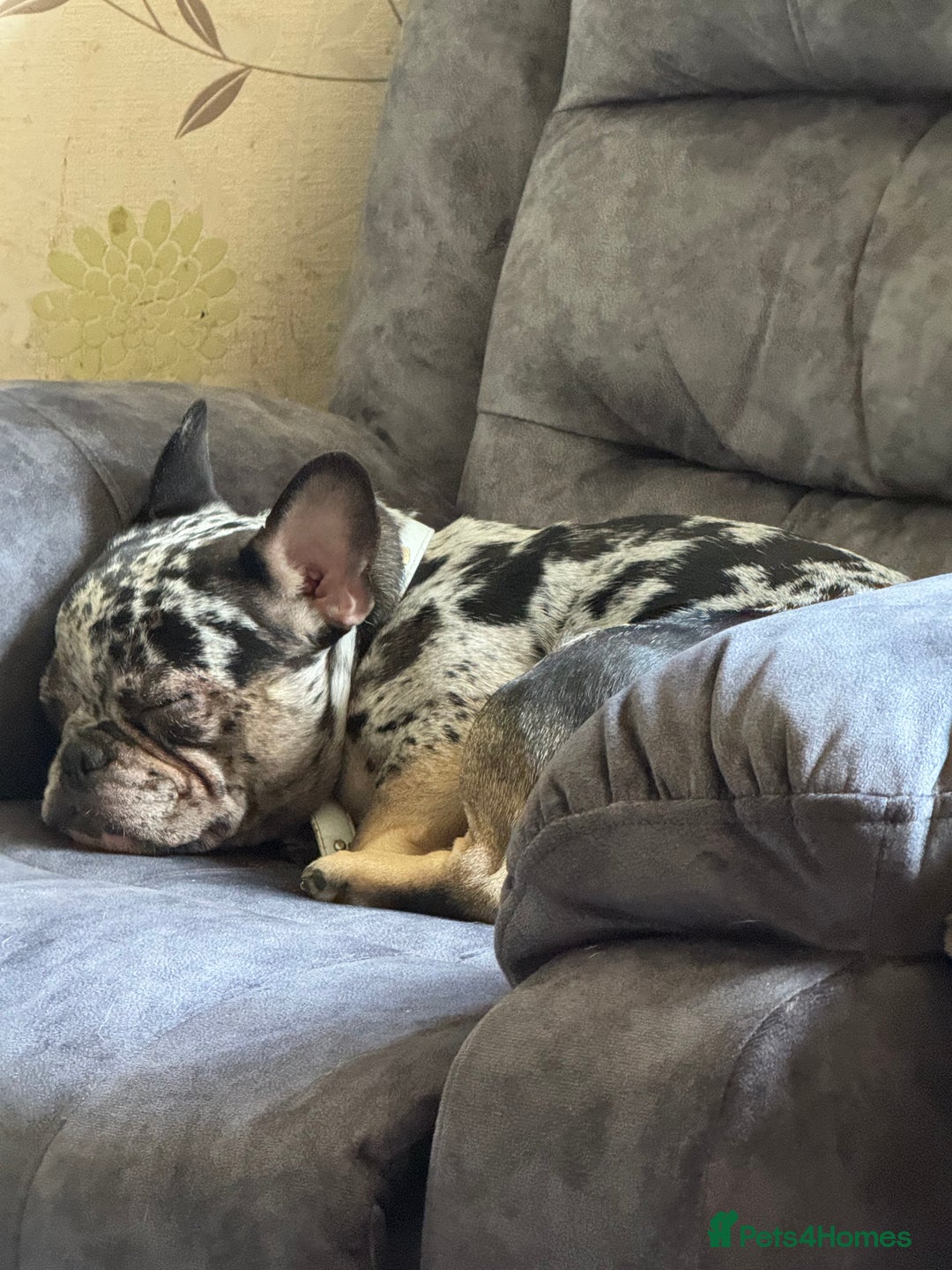 French Bulldog dogs for sale: Male french bulldog less then a year old - Image 1