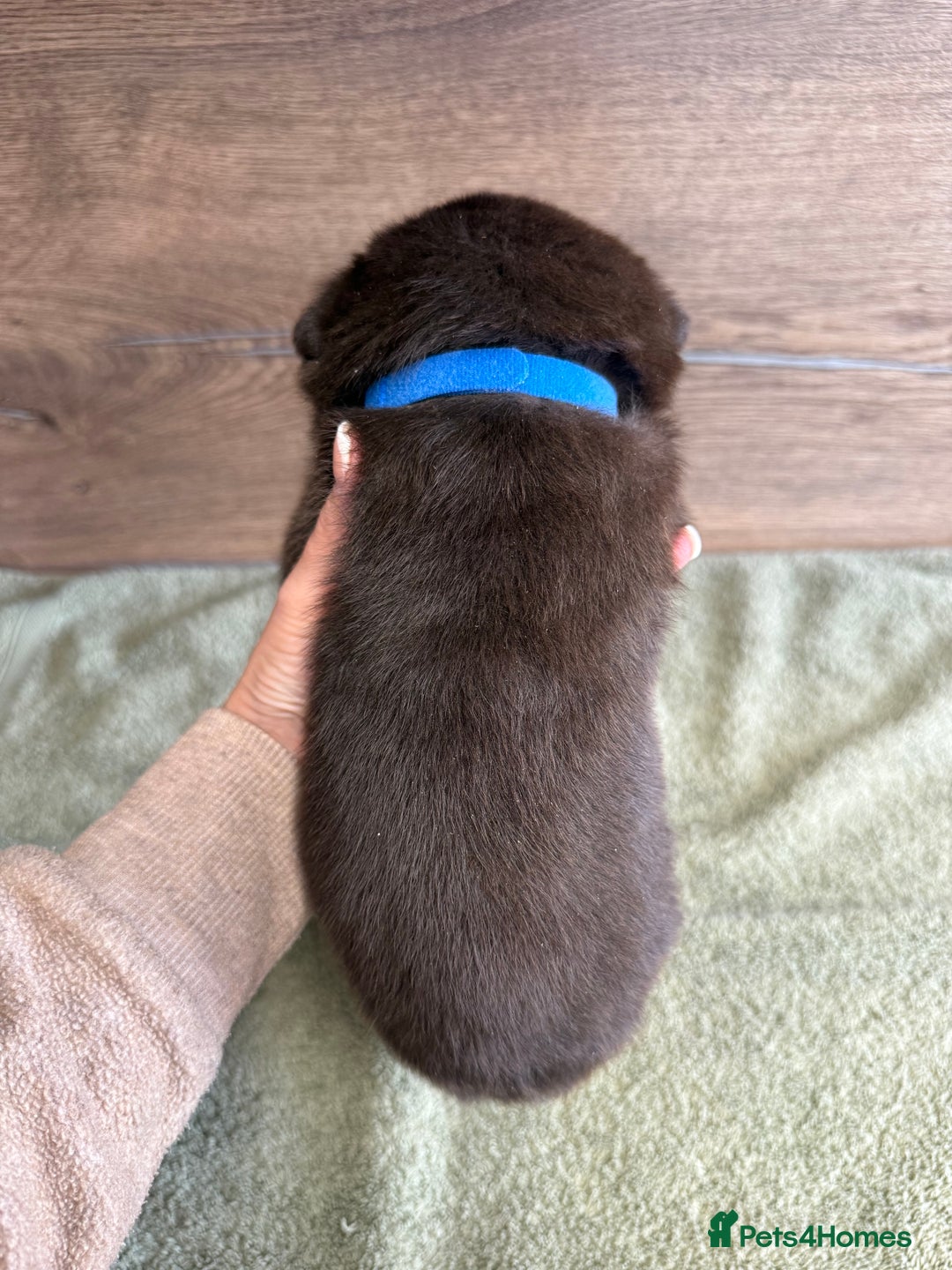 Labrador Retriever dogs for sale: Chunky chocolate labradors  - Image 26