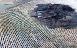 Chow Chow dogs for sale: Black chow chow  - Image 2