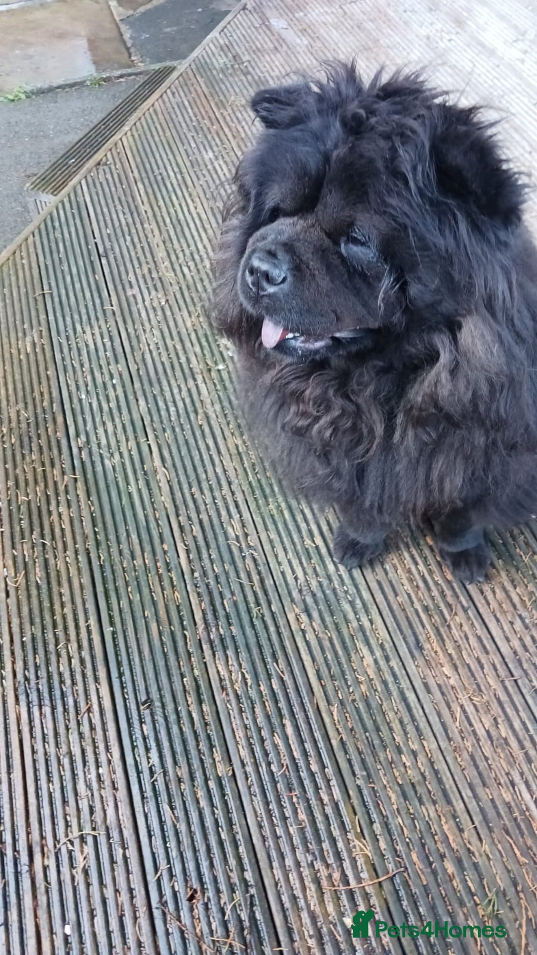 Chow Chow dogs for sale: Black chow chow  - Image 2