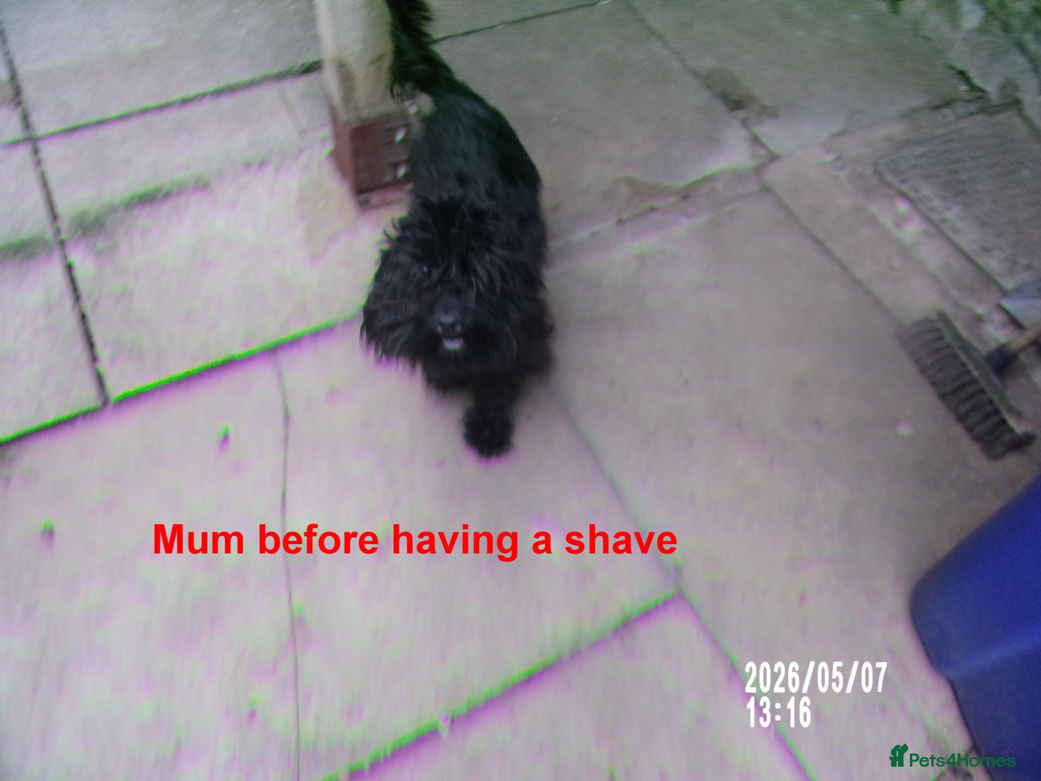Cockapoo dogs  Cockapoo puppies 1 boy 4 girls - Advert 17