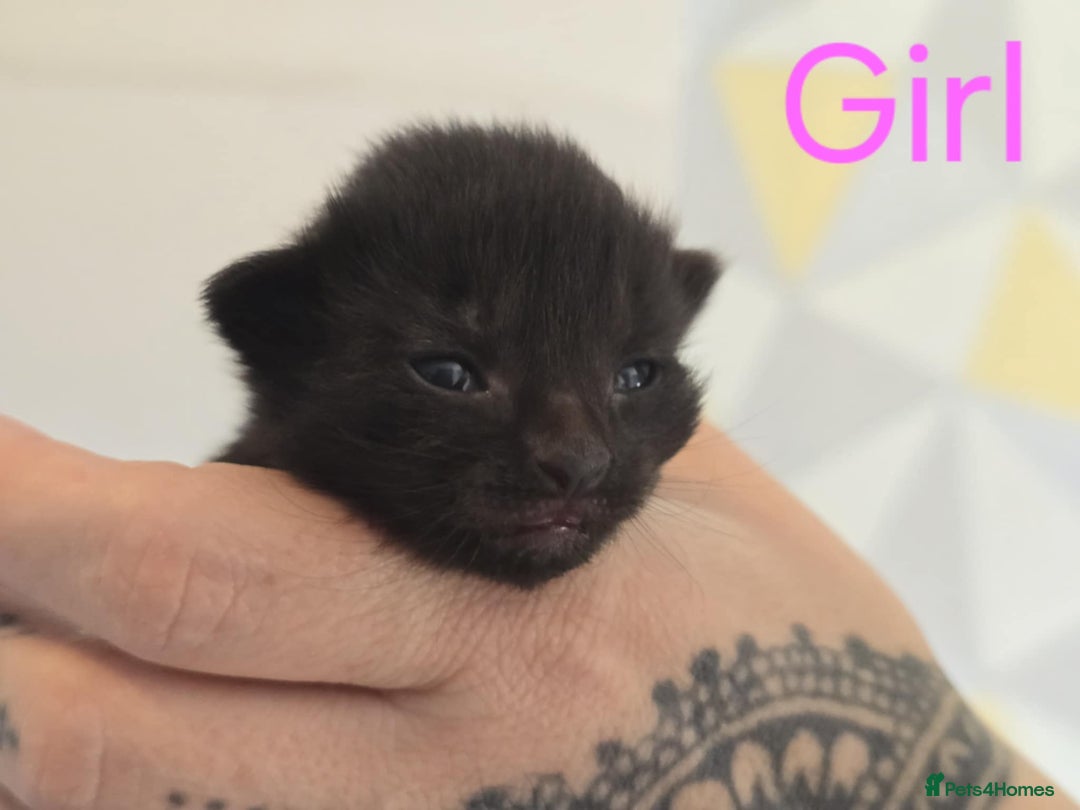Mixed Breed cats for sale: Adorable Kittens Looking for Their Forever Homes - Image 9