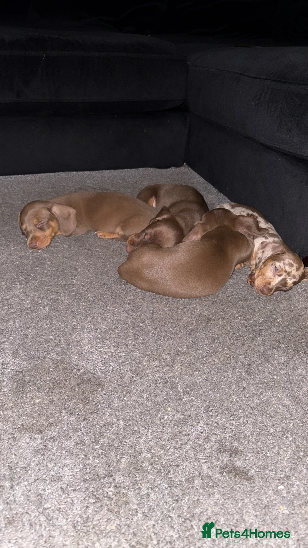 Miniature Dachshund dogs for sale: Perfect Miniature Dacshunds London/Kent - Advert 14