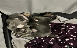Staffordshire Bull Terrier dogs for sale: 2 blue staffy girls  - Image 2