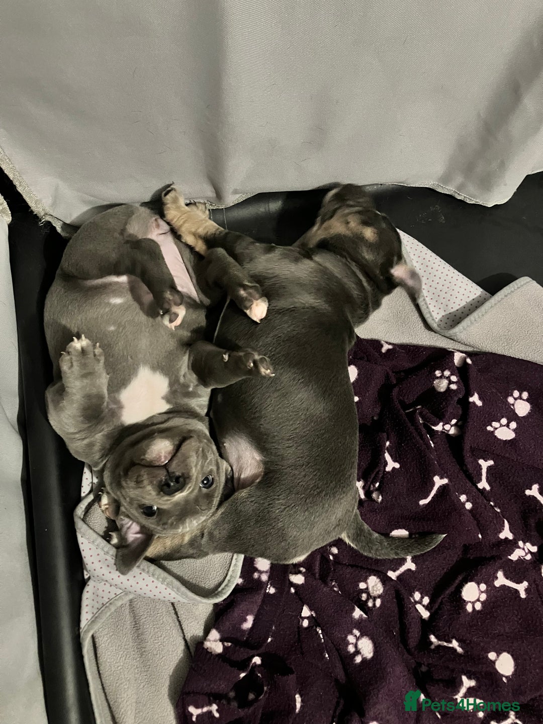 Staffordshire Bull Terrier dogs for sale: 2 blue staffy girls  - Image 2